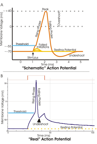 action potential chart