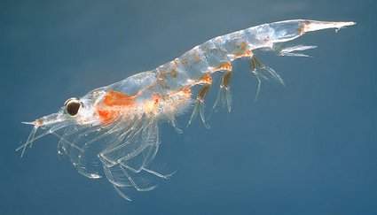 A Northern krill