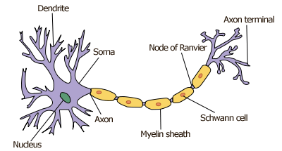 neuron